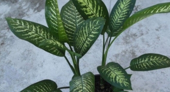 Goiás teve quase 100 casos de intoxicadas por plantas em menos de três meses, alerta Saúde